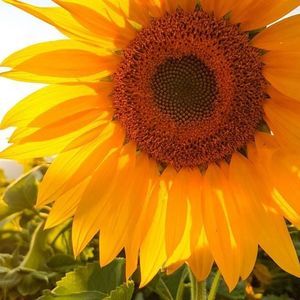 Meet your Posher, Briana